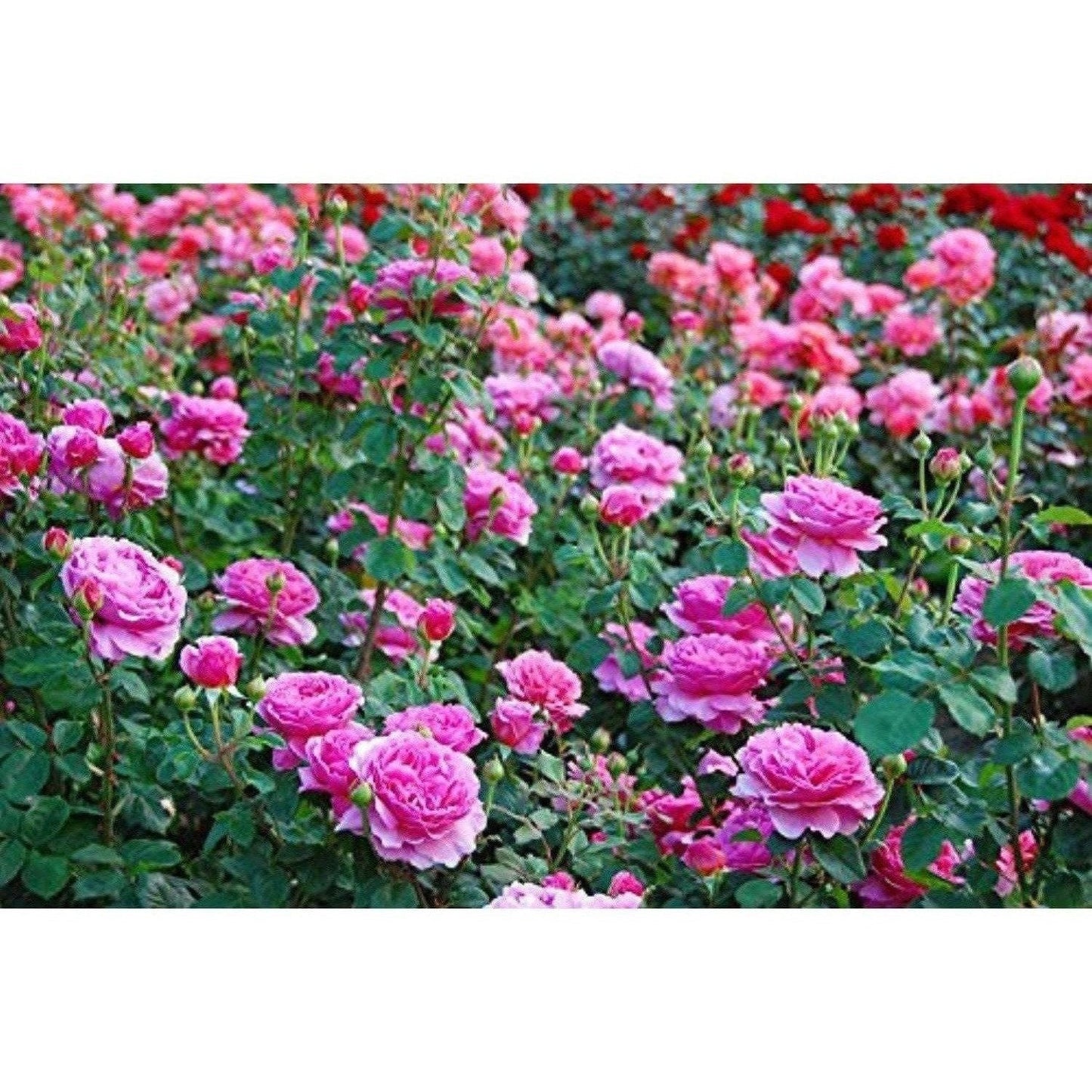 Mesmara Herbal Rose petal powder 75g
