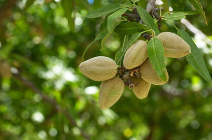 Freshon Organic Almonds