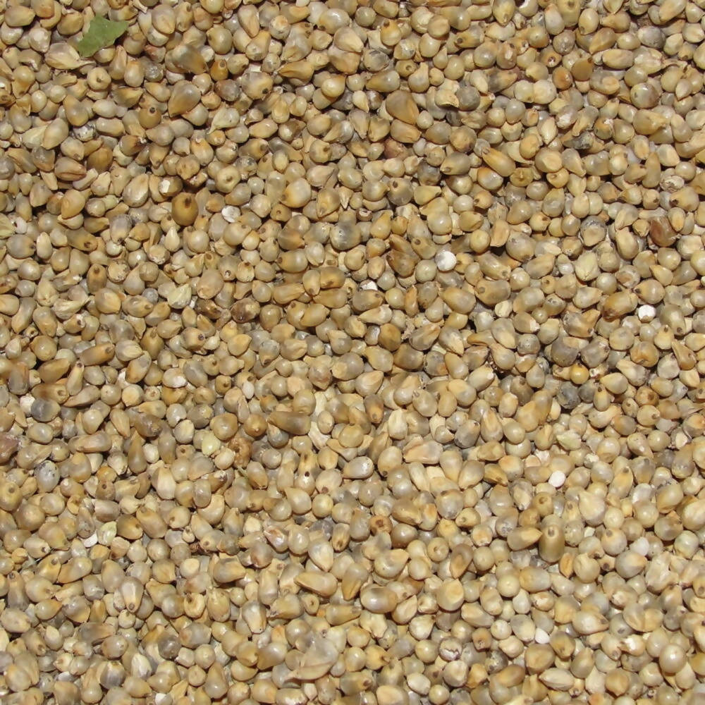 Freshon Pearl Millet - Natural